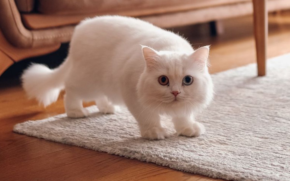 먼치킨